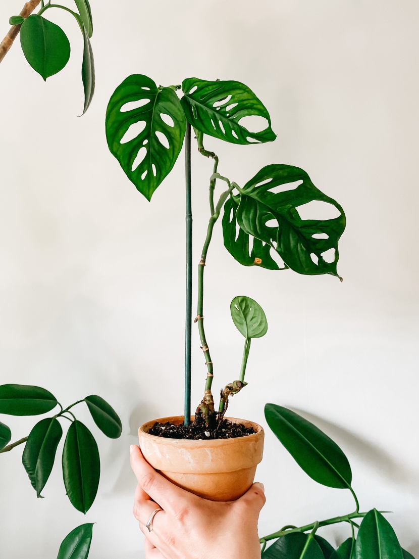 室内盆栽绿植图片