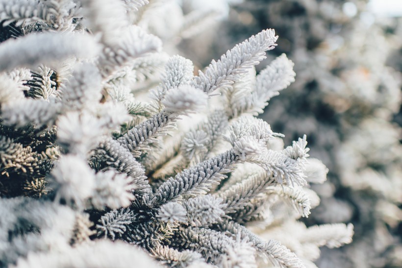 大雪覆盖下挺拔的松树图片