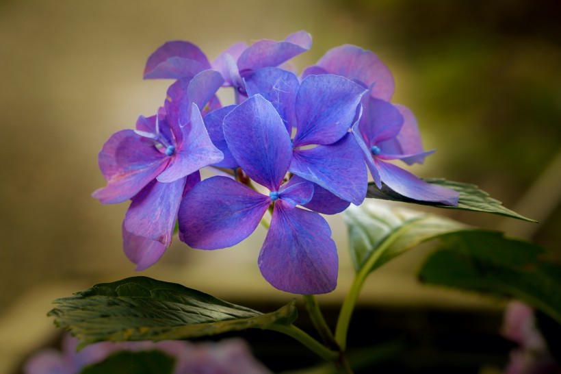 花团锦簇的淡紫色八仙花图片