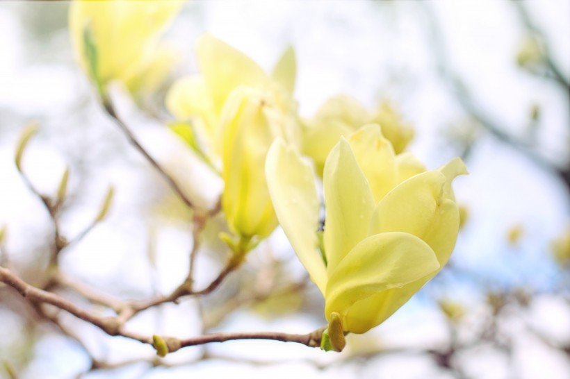 花瓣热烈绽放的玉兰花图片