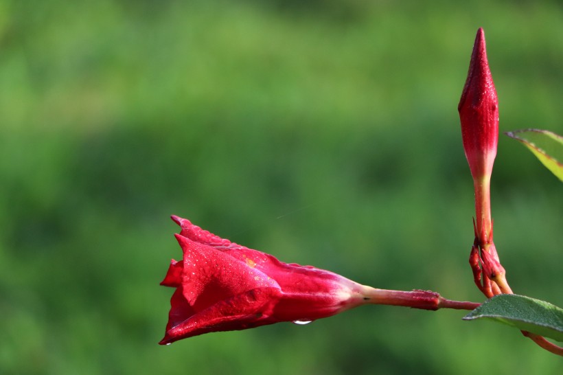 花朵娇柔艳丽的红蝉花图片