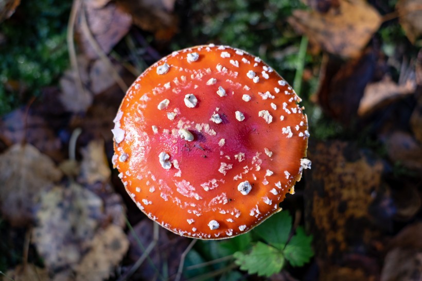 森林中野生的蘑菇图片