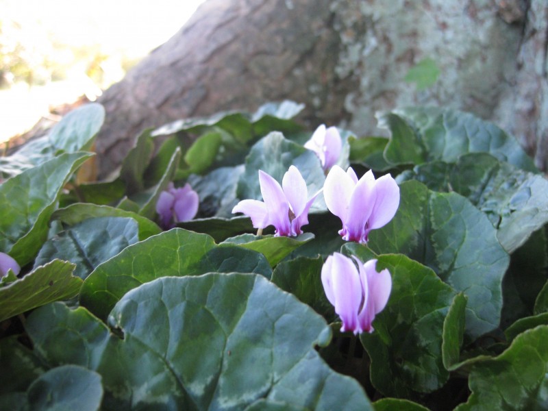 花型优美馨香的仙客来图片