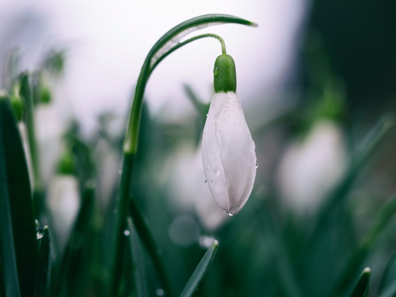 洁白如雪的雪滴花图片