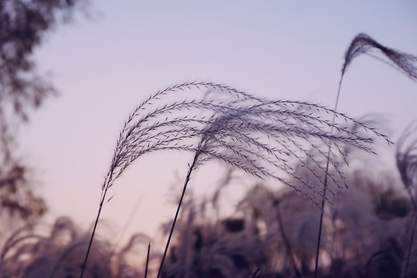 漂亮柔韧的芦苇图片