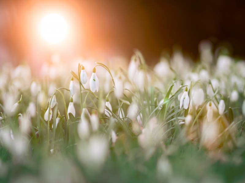 花叶繁茂的雪滴花图片