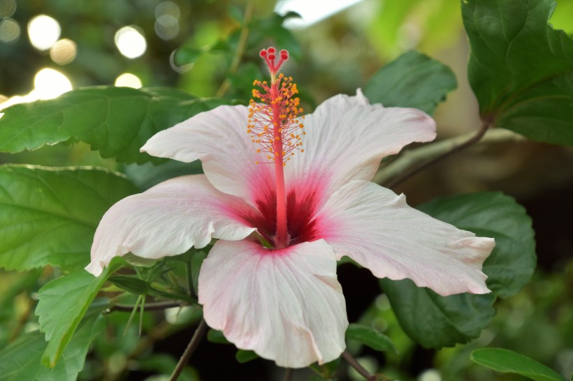 纤细清新的芙蓉花图片