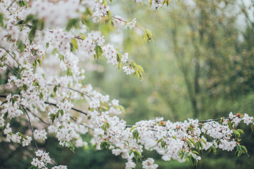 苹果树花图片