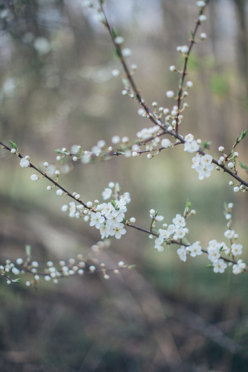 苹果树花图片