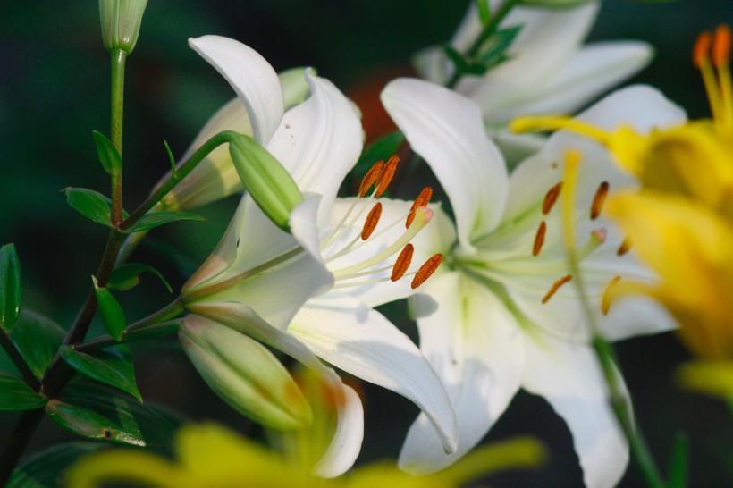 清丽芳香的百合花图片