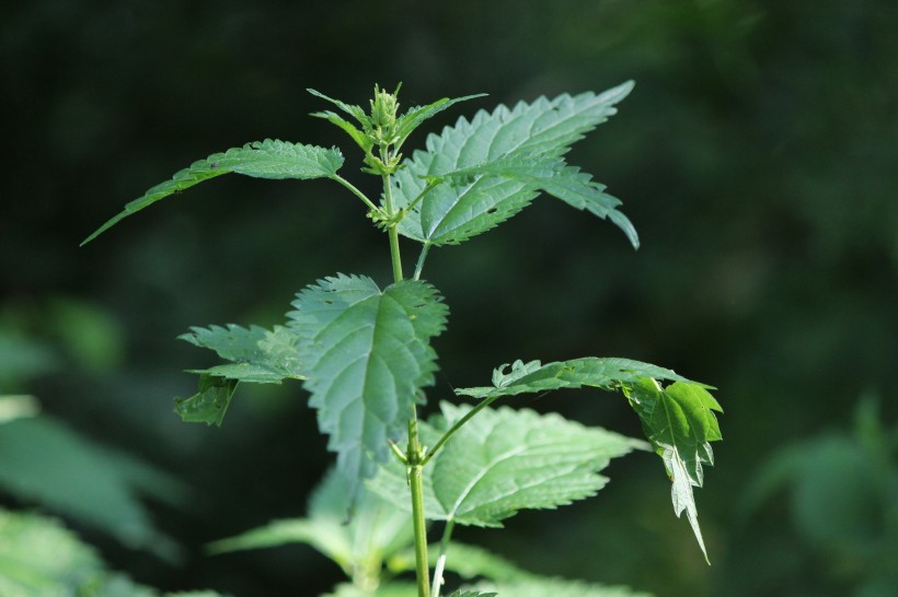 绿色的荨麻图片