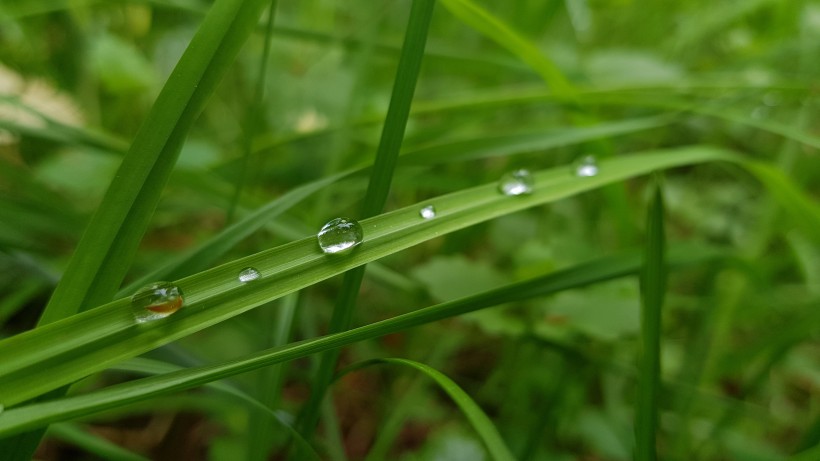 青草上面的露珠图片