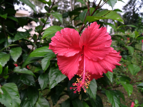 清新娇艳的芙蓉花图片(16张)