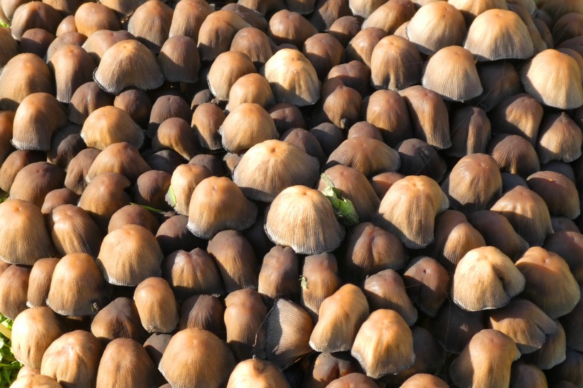 森林中野生的蘑菇图片