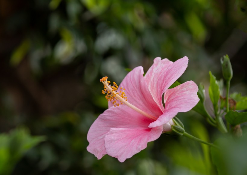 纤细纯洁的芙蓉花图片