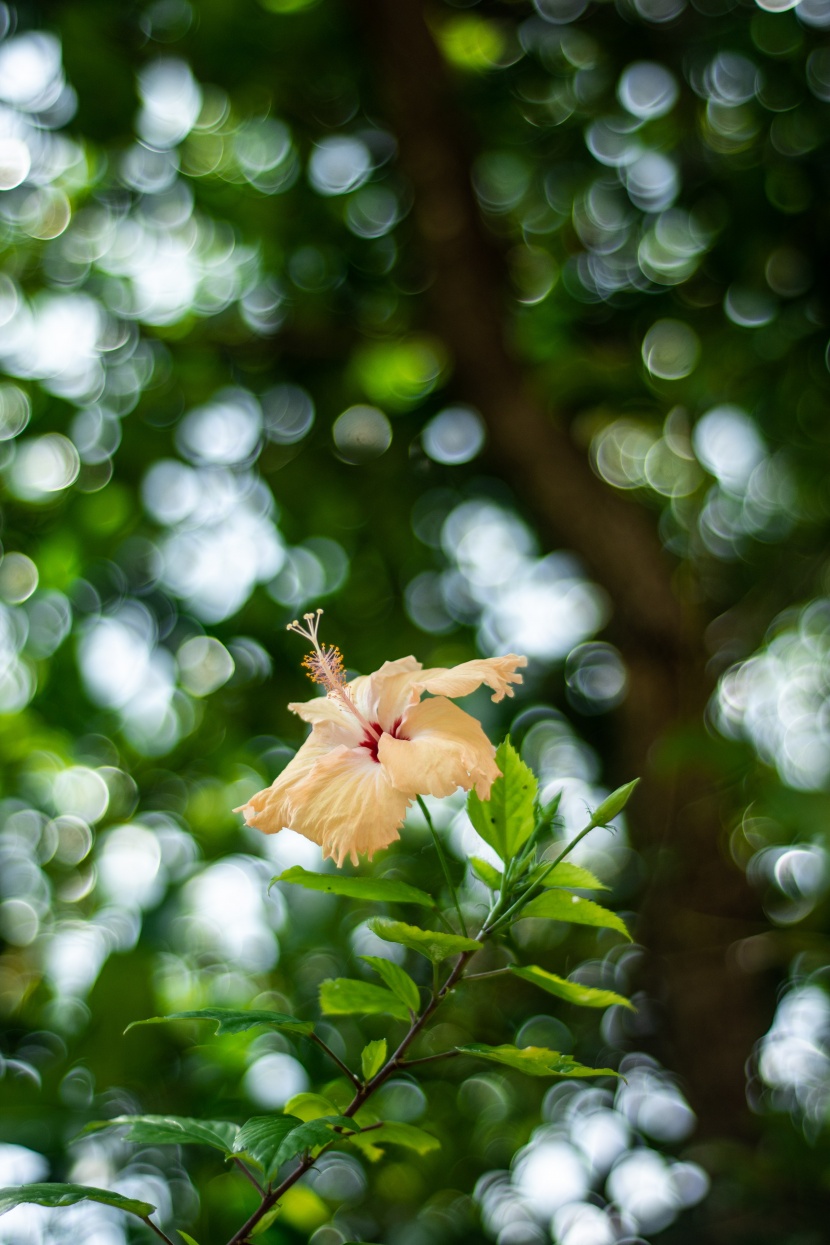 纤细清雅的芙蓉花图片