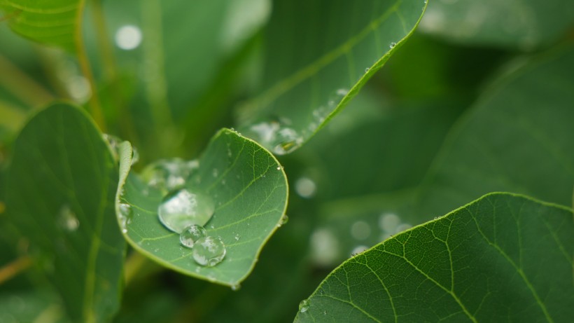 雨后绿叶图片