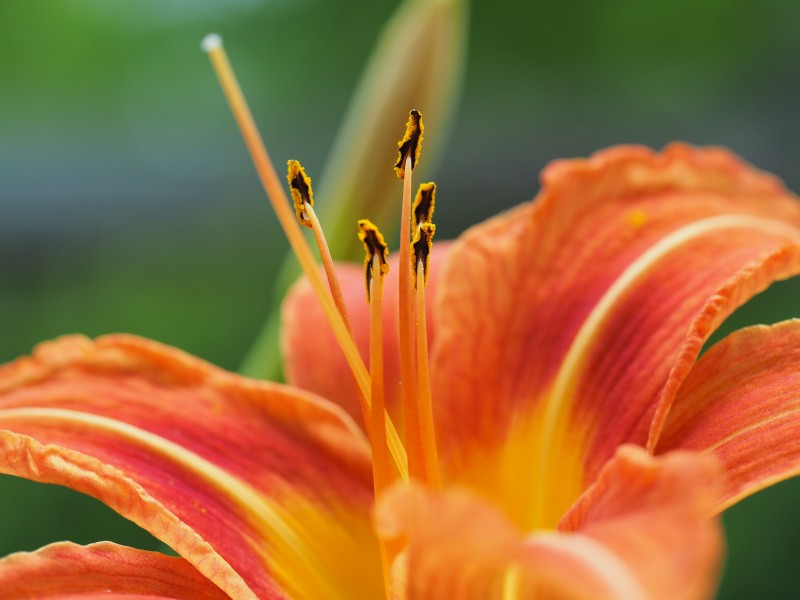 优雅芳香的百合花图片