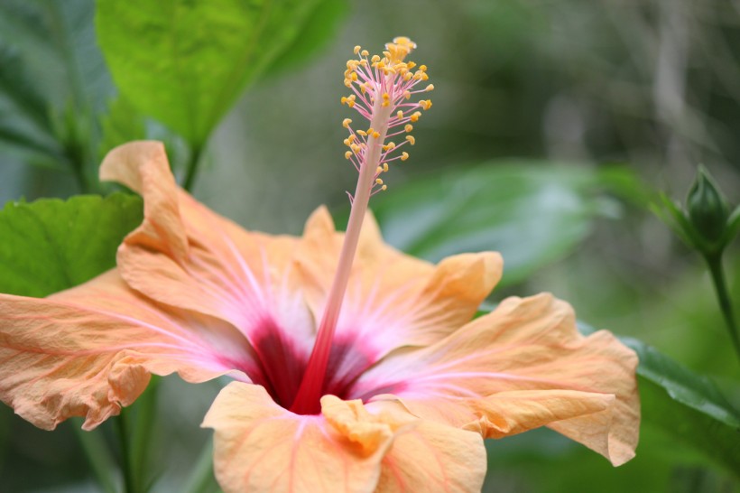 纤细纯洁的芙蓉花图片