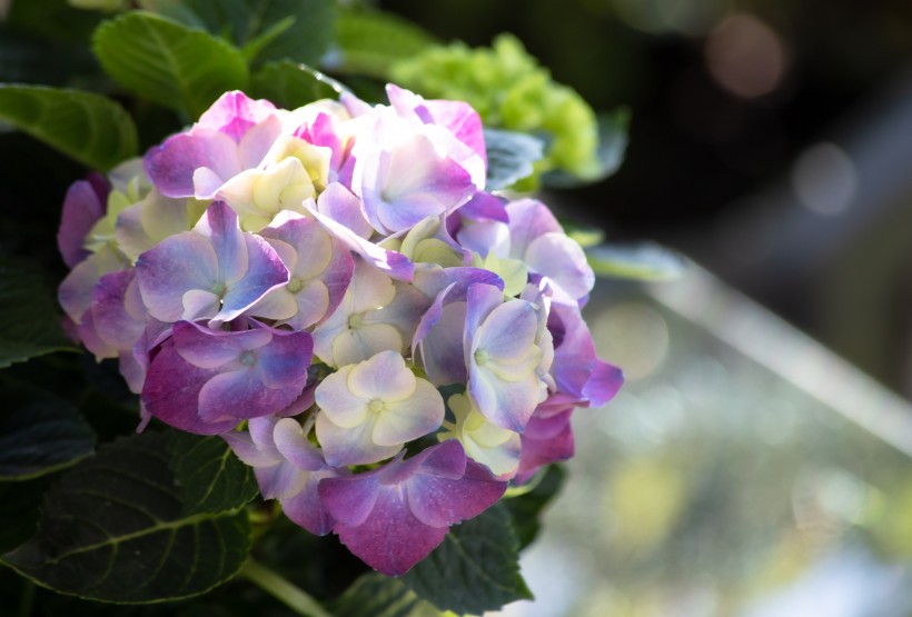 花团锦簇的淡紫色八仙花图片