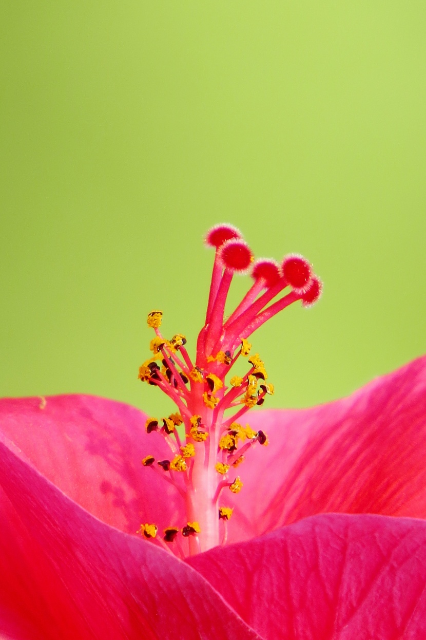 清新娇艳的芙蓉花图片