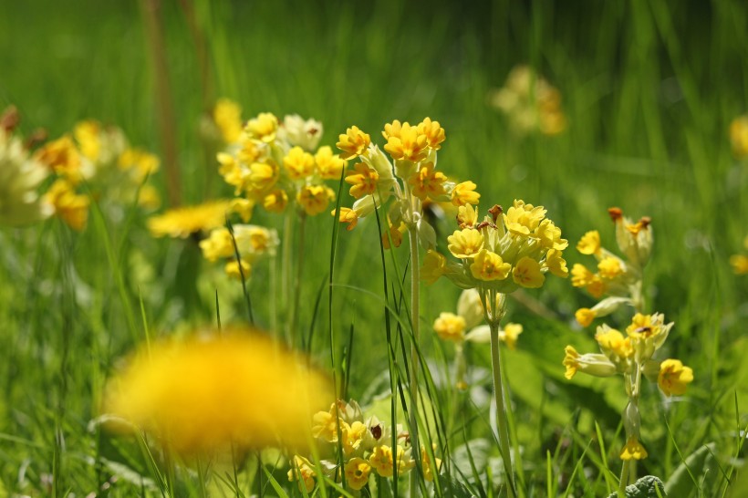 淡雅的黄花九轮草图片