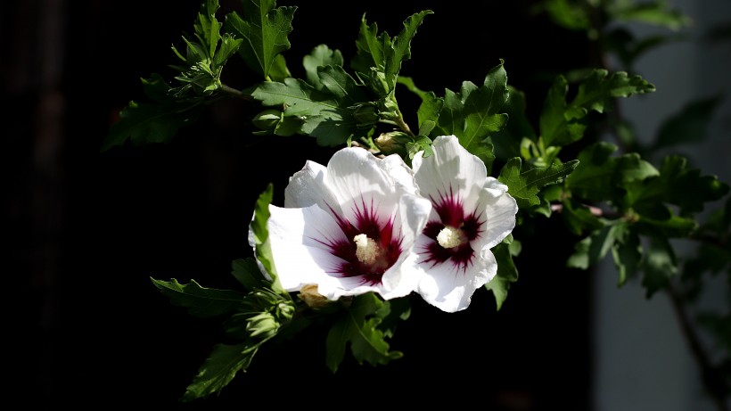 纤细清新的芙蓉花图片