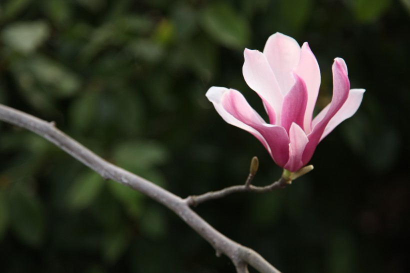 花型俏丽幽香的玉兰花图片