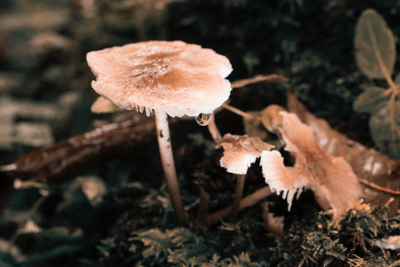 森林中漂亮的野生蘑菇图片