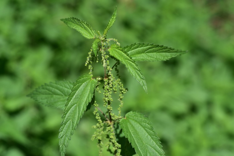 绿色的荨麻图片