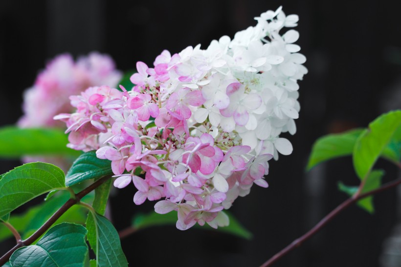 花团锦簇的八仙花图片