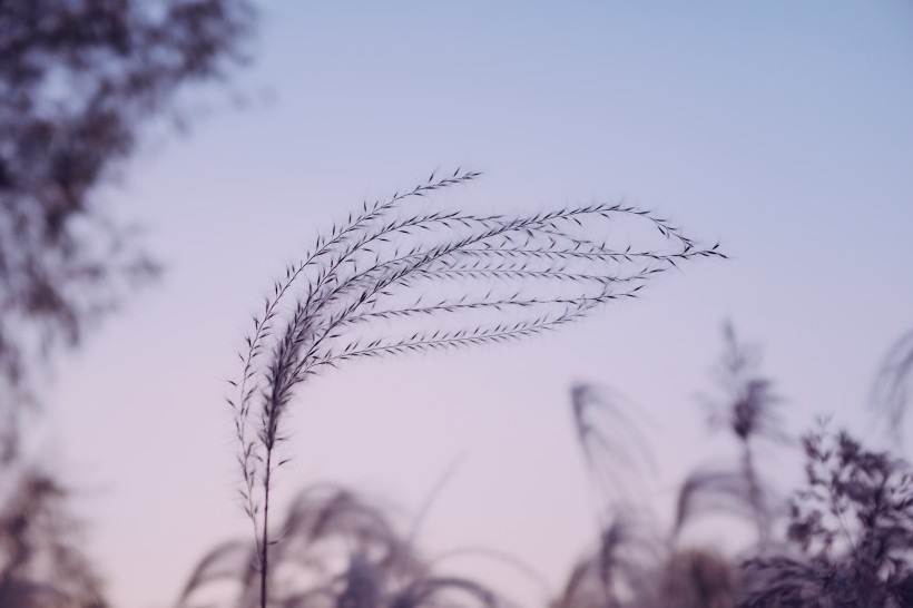 漂亮柔韧的芦苇图片