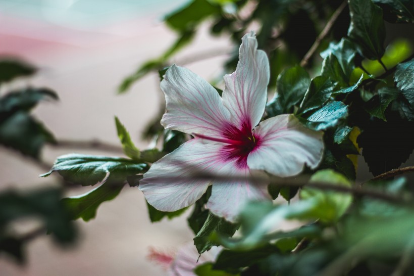 清新娇艳的芙蓉花图片