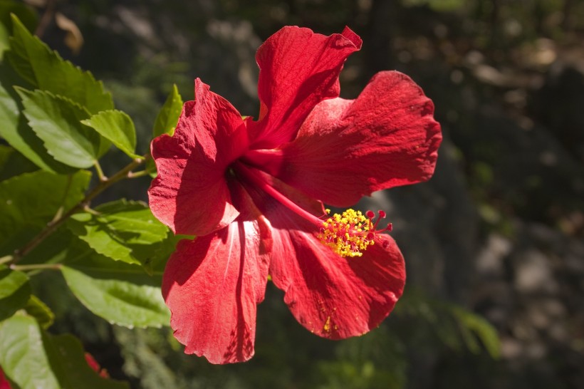 纤细清新的芙蓉花图片