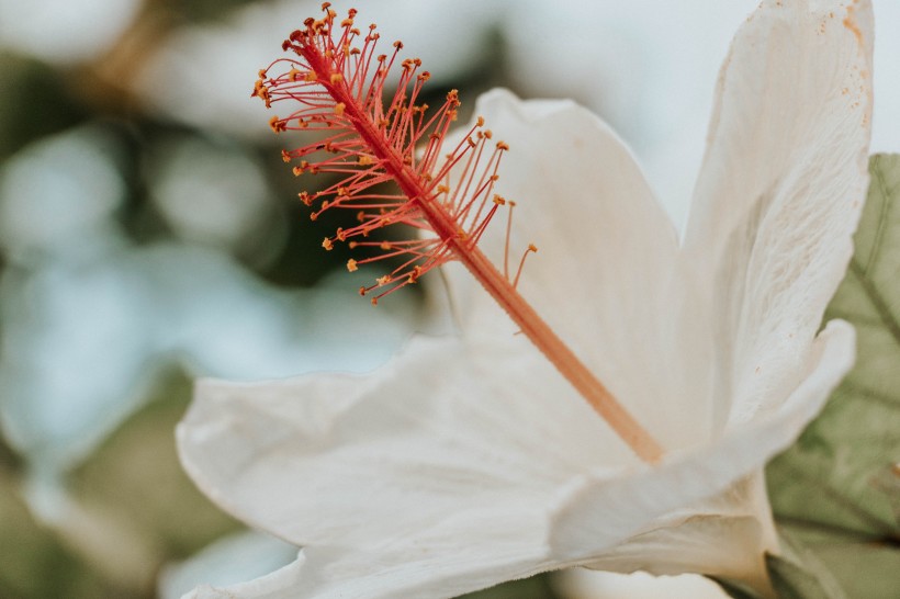 纤细清雅的芙蓉花图片