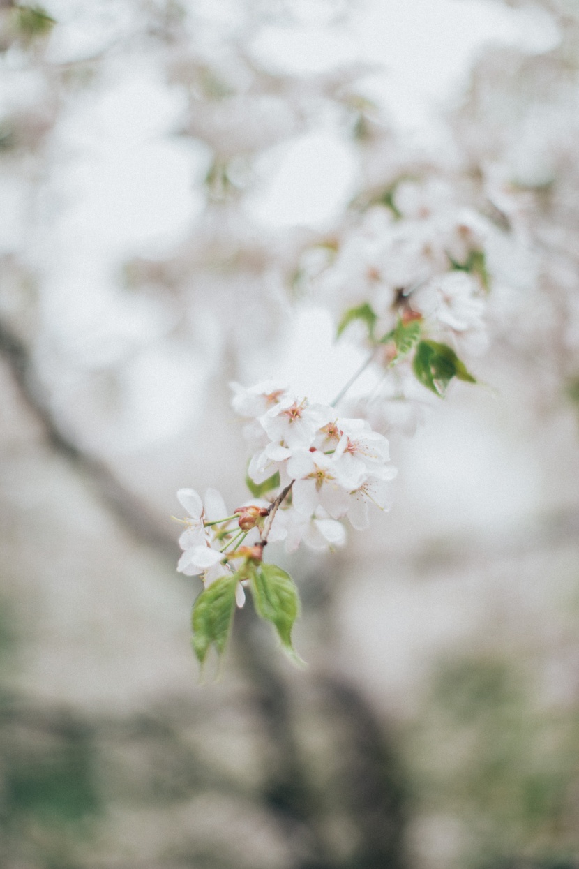 苹果树花图片