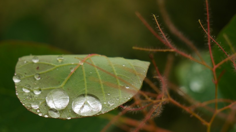 雨后绿叶图片