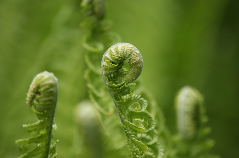 绿色的蕨菜植物图片