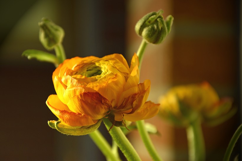 花朵层次分明的花毛茛图片