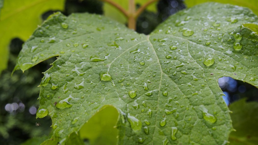 叶子上的水珠图片