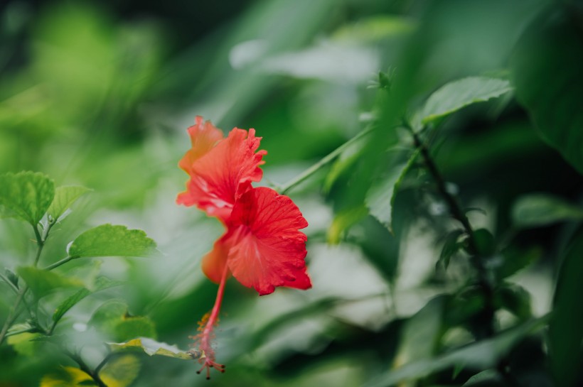 纤细清雅的芙蓉花图片