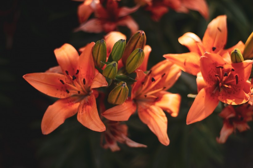 清丽芳香的百合花图片