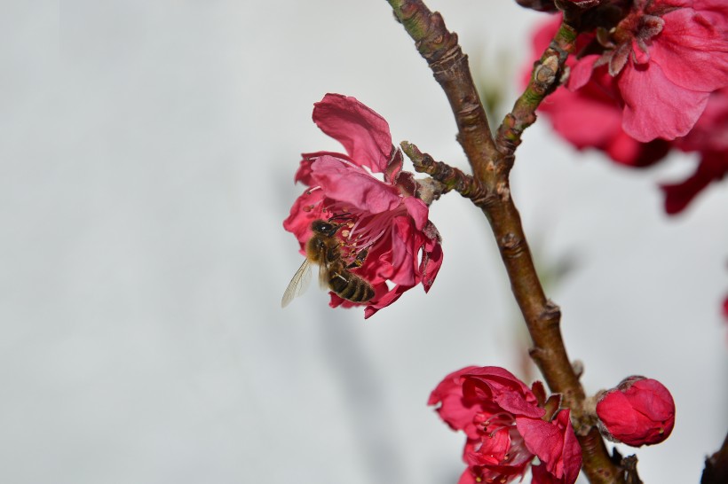 粉嫩茂盛的桃花图片