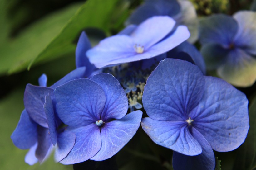 花团锦簇的八仙花图片