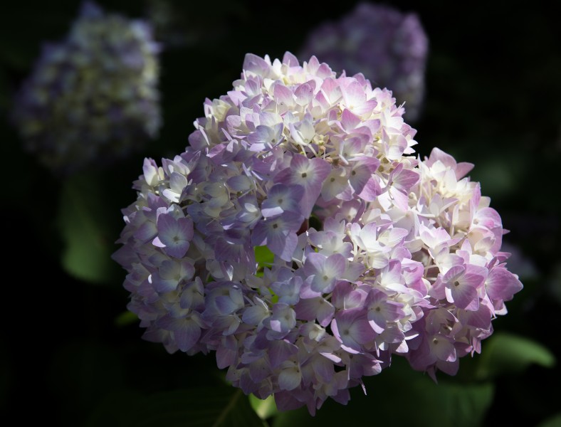 花团锦簇的淡紫色八仙花图片