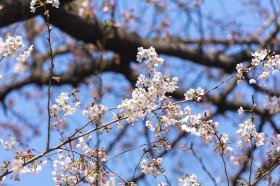 美丽的日本樱花图片(11张)