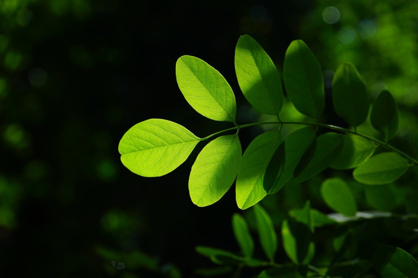 绿色的槐树叶子图片