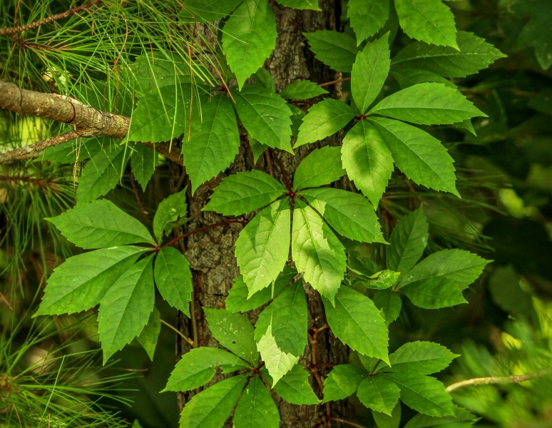 各种颜色的爬山虎叶子图片