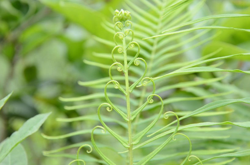 绿色的蕨菜植物图片