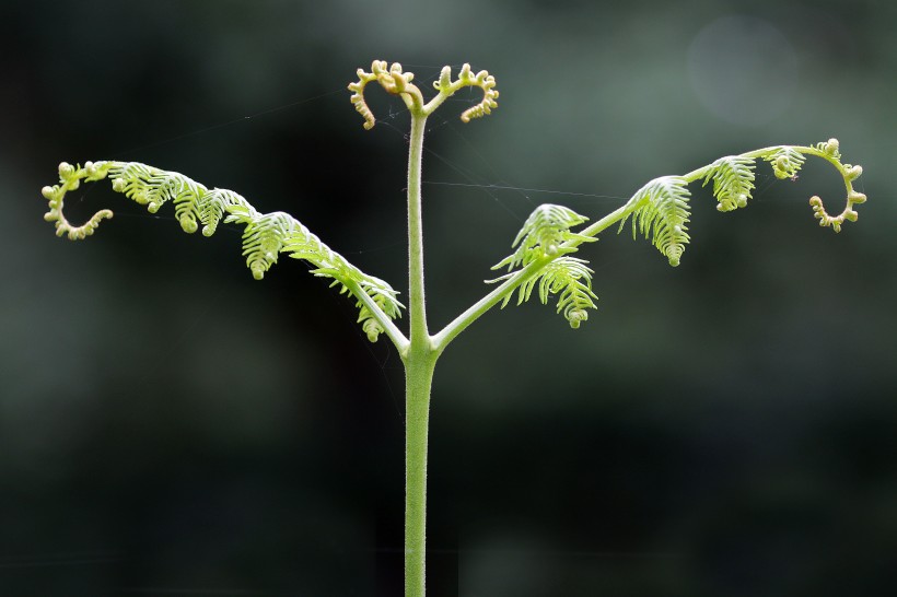 绿色清新的蕨菜图片